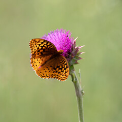 butterfly on flower