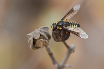 Mosca abeja lomatia sp posada sobre semilla de jara cistus albidus en la Sierra de Mariola, Alcoy, España