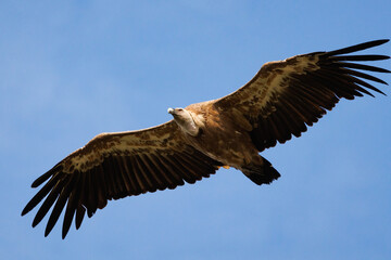 Primer plano de buitre leonado, gyps fulvus, volando con fondo de cielo azul, Alcoy, España
