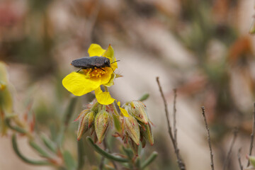 Escarabajo del género Anthaxia comiendo flor de jarilla rastrera, Fumana ericoides, Alcoy, España