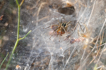 Araña Agelena labyrinthica esperando su presa, Sierra de Mariola, España