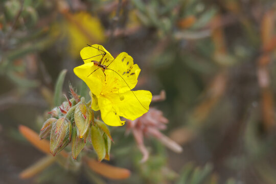 Ninfa de grillo sobre flor amarilla de planta jarilla romero (Helianthemum syriacum), Alcoy, Espa&ntilde;a