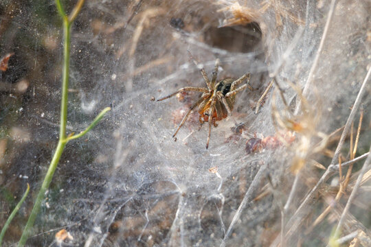 Ara&ntilde;a Agelena labyrinthica esperando su presa, Sierra de Mariola, Espa&ntilde;a
