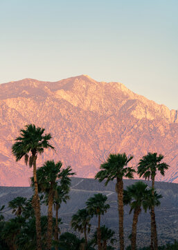Sunrise in the Desert with Palm Trees