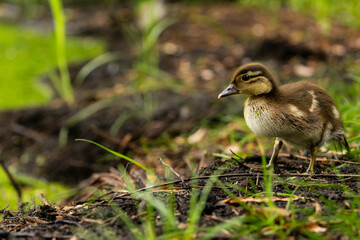 Mandarinenten Küken (Aix galericulata ) steht auf dem Boden 