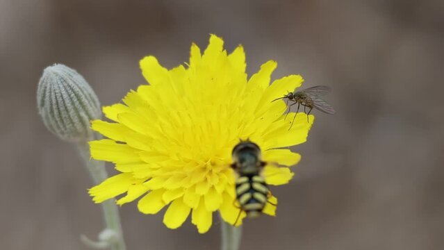Peque&ntilde;o insecto pthhiria atacando a mosca abeja Syrphidae en defensa de la flor diente de le&oacute;n taraxacum officinale.  Alcoy, Espa&ntilde;a