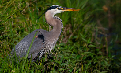 Great blue heron hunting on grassy lake shore
