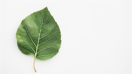 Fototapeta premium Serene Minimalism: Close-Up of Green Leaf Veins on White Background