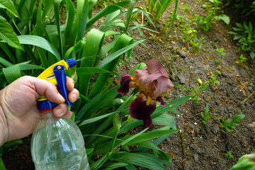 For beautiful flowering, irises in the cage must be treated with a special solution. Flower sprayer...