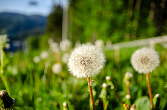 Close-up of dandelions in their seed stage, with fluffy white heads ready to disperse