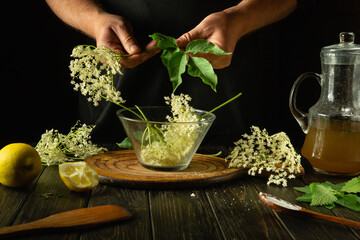 Selection and sorting of elder flowers before making a cold drink or kvass. The concept of making a...
