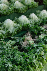 juicy green lettuce leaves and herbs 