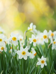 Fototapeta premium Vibrant Spring Blooms in Soft Focus Background with Copyspace - Detailed Macro Shot of Fresh Flowers in Full Bloom