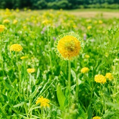 Obraz premium Yellow Dandelion Flower Amidst Green Grass