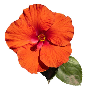 Flor de hibiscus sin fondo, jamaica, fondo transparente, tulip&aacute;n africano, natural, color rojo con naranja y pistilo amarillo