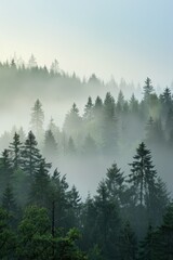 Obraz premium Serene Misty Forest Morning with Copyspace, Tranquil Nature Landscape with Foggy Trees in Early Dawn Light
