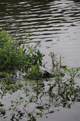 Bayou, Louisiane