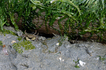 An image of a tiny baby crab hiding under a seaweed covered log at low tide. 