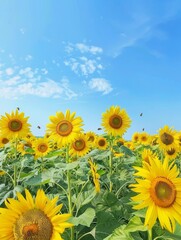 Fototapeta premium Vibrant Sunflower Field Buzzing with Bees on a Sunny Summer Day