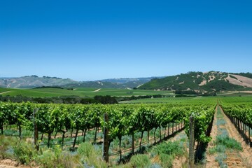 Naklejka premium Tranquil Summer Vineyard Landscape with Rows of Grapevines Under Clear Blue Sky - Agricultural Background with Copy Space