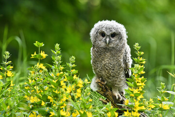 Tawny owl Strix aluco bird young northern long-eared owl feather dusty fluff wild nature lesser...