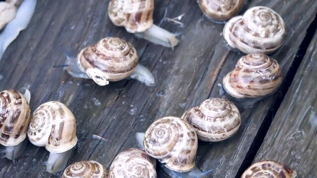 Snails on a rainy day. Chocolate-band snail (Massylea-Eobania vermiculata) air-breathing land snails in to Crimea, It lives in large colonies. East of the Crimean Mountains