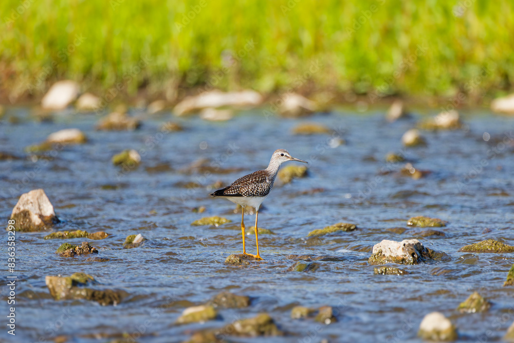 Poster Lesser Yellowleg (Tringa flavipes) on the river