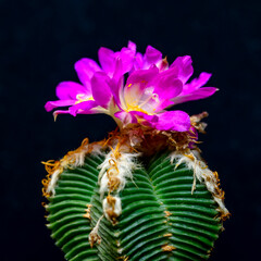 Aztekium valdesii - cactus blooming in spring in a botanical collection, Ukraine