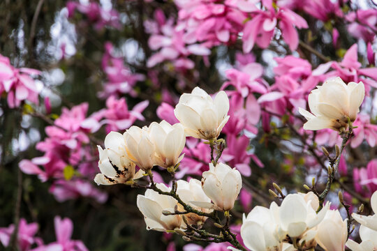 A magnolia tree in bloom in the city center of Ravensburg in Baden Wuerttemberg