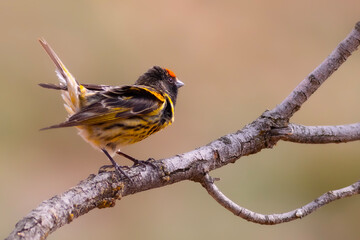 Red fronted Serin. Serinus pusillus. Nature background. 