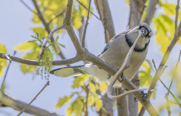 Bluejay eating a snake.