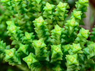 (Crassula rupestris, Crassulaceae) succulent plant with succulent leaves