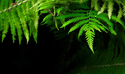 Fragments of fern leaves close up. Unique angles. Dark background, bright greenish shades. Minimalism