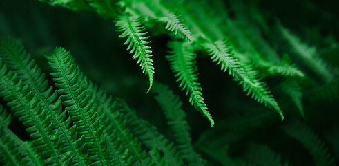 Fragments of fern leaves close up. Unique angles. Dark background, bright greenish shades. Minimalism