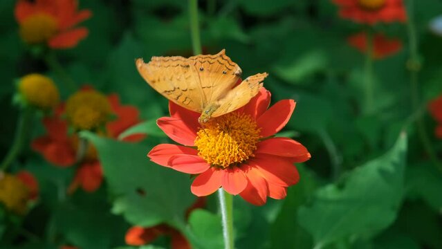 Stunning Vindula dejone (Malay cruiser) butterfly delicately perched on a vibrant red flower, amidst lush green foliage in a tropical park