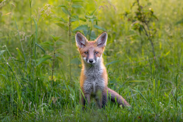 red fox cub