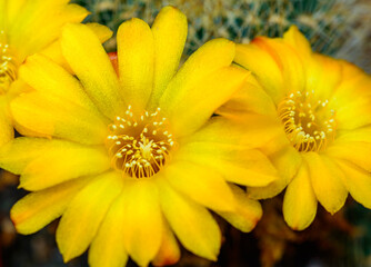 cactus blooming with yellow flowers in the spring collection, Ukraine
