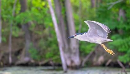 Closeup of a black-crowned night heron..