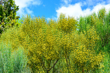 Blooming treelike Ephedra in the  garden, Ukraine