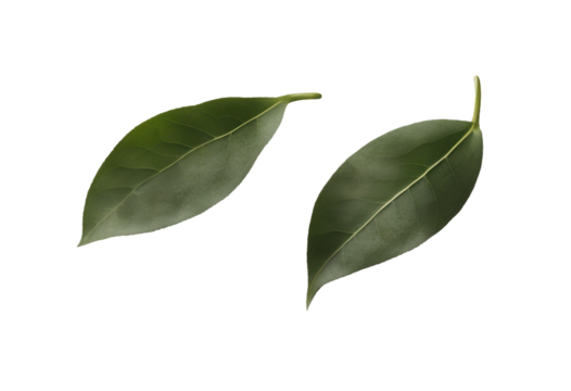 Et of healthy herbs elements Two fresh bay leaf isolated on transparent background