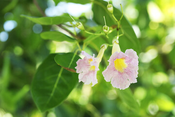 Obraz premium Cuban Pink Trumpet Tree or Whitewood (Tabebuia pallida)