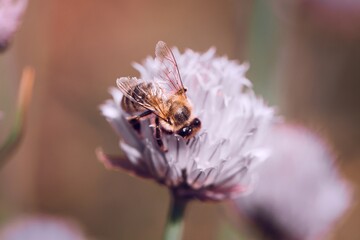 Chive Flower and Bee (Month of May), Allium schoenoprasum, Apis 