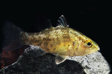 Mouth Almighty (Glossamia aprion) freshwater cardinalfish from Australia and Papua New Guinea