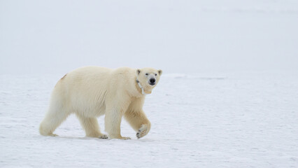 Female polar bear (Ursus maritimus) with eartag and collar for research