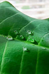 Transparent drops of water on a green leaf. Macro photography. Beautiful natural vertical background.