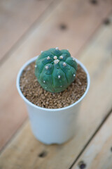 Astrophytum asterias,sand dollar, sea urchin or star cactus