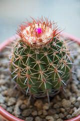Mero cactus and fruit and flower