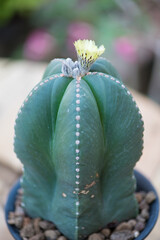 Astrophytum myriostigma and yellow flower
