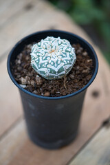 Astrophytum asterias,sand dollar, sea urchin or star cactus