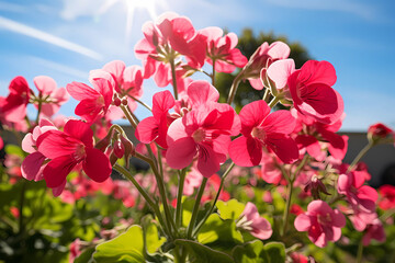 Obraz premium pink flowers on blue sky background